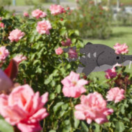 バラに潜むチョウザメ